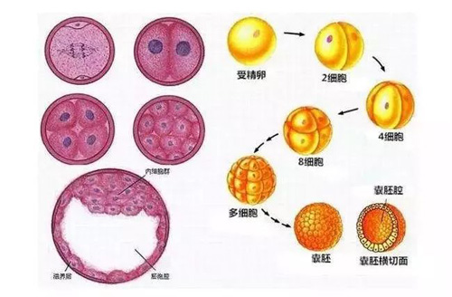 试管婴儿囊胚移植