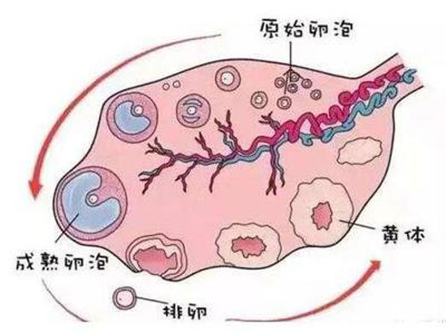 美国试管婴儿