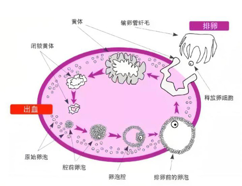 试管婴儿成功率