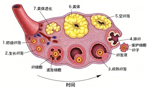 试管婴儿技术