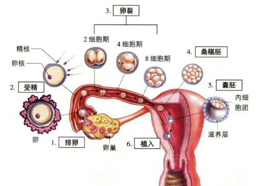 美国试管婴儿胚胎着床