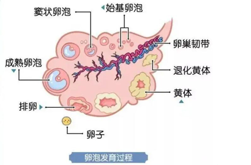 试管婴儿基础卵泡