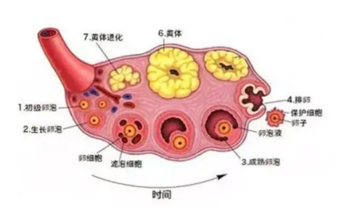 美国试管婴儿卵泡发育